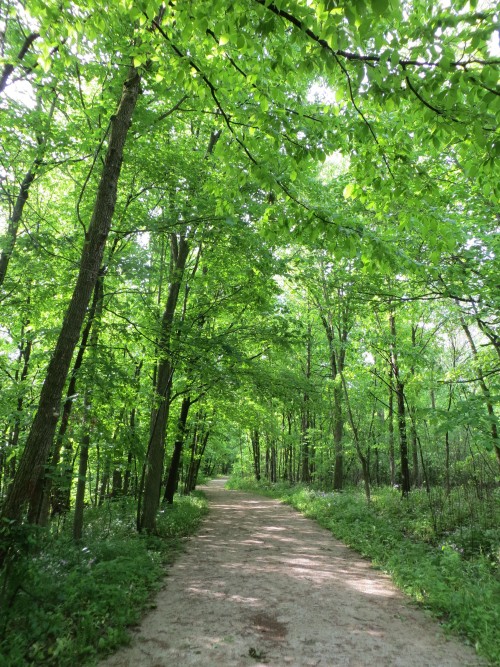 Harms Woods Trail, Glenview